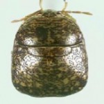Brown Bug