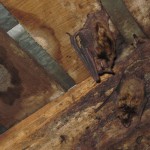 Brown Bat closeup in attic.