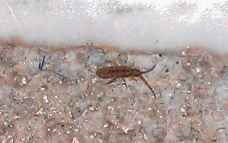 Springtail Infestations And Where To Treat - Tiny Bugs In Bathroom That Jump