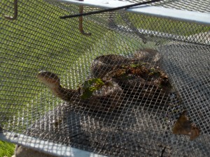 Northern Brown Water Snake Live Trapped